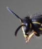 Dolichovespula saxonica